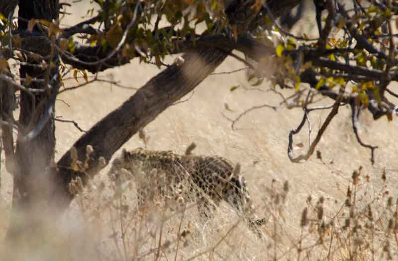 33 - Namibia - leopardo - parque nacional de Etosha